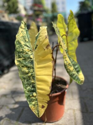 Philodendron Billietiae Variegata
