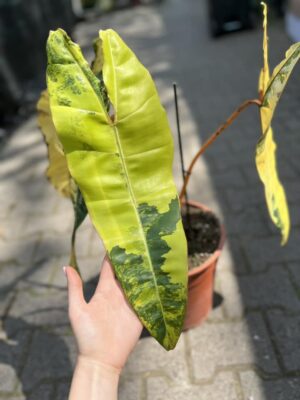 Philodendron Billietiae Variegata
