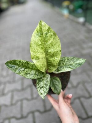 Anthurium Jenmanii Variegata