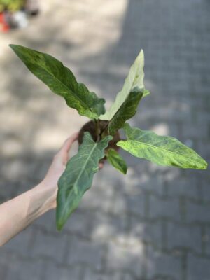 alocasia lauterbachiana variegata
