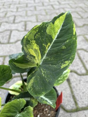 Syngonium scrambled eggs