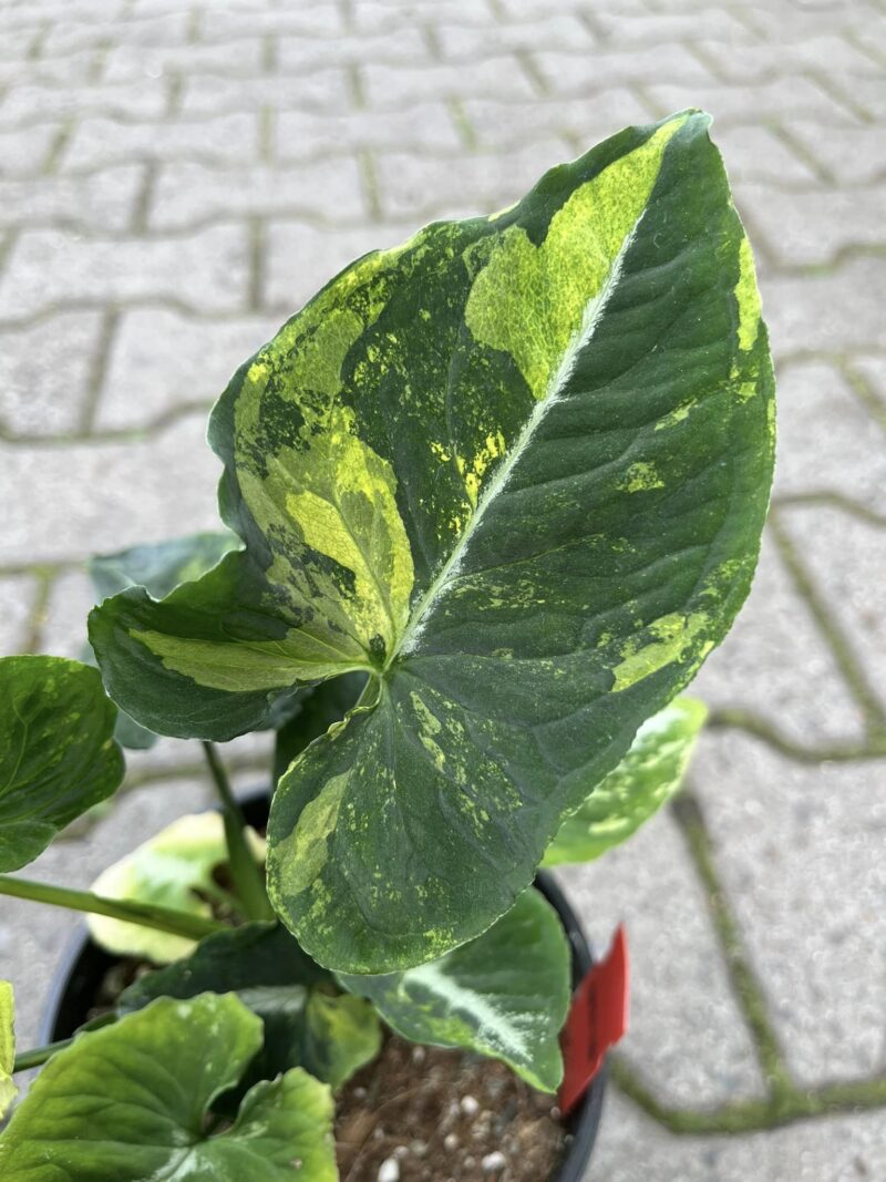 Syngonium scrambled eggs