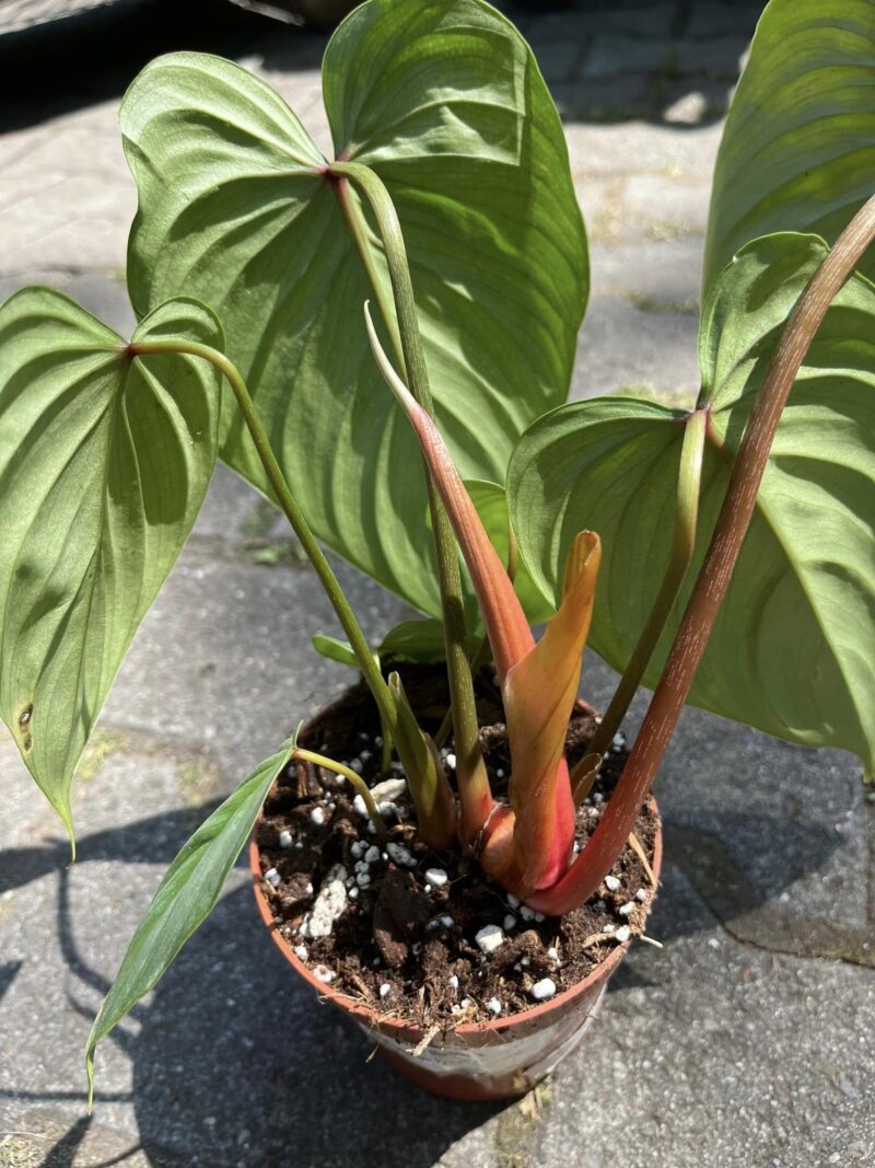 Philodendron Mamei x Lynamii
