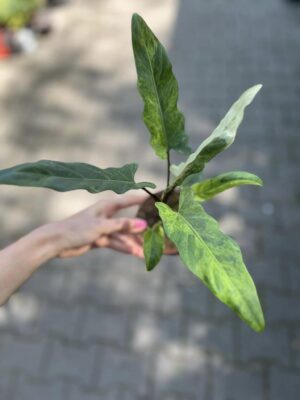 alocasia lauterbachiana variegata
