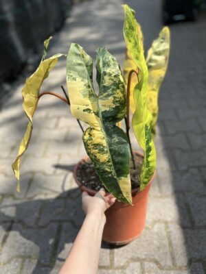 Philodendron Billietiae Variegata