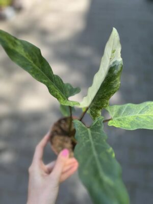 alocasia lauterbachiana variegata