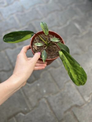 Philodendron Joepii Variegata