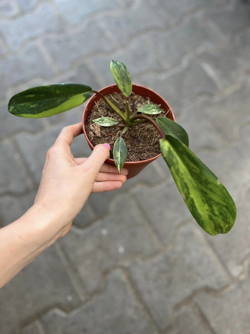 Philodendron Joepii Variegata