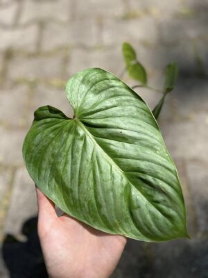Philodendron Mamei x Lynamii