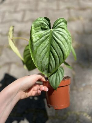 Philodendron Mamei x Lynamii