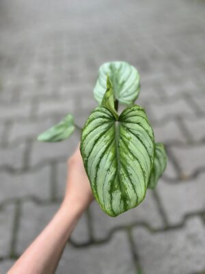 Philodendron Mamei ‘Silver Cloud’