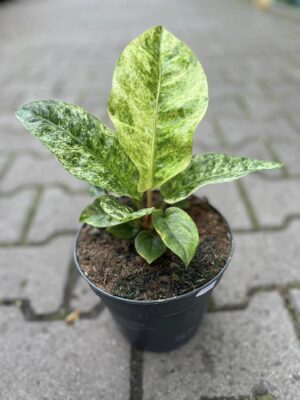Anthurium Jenmanii Variegata