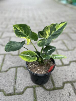 Syngonium scrambled eggs