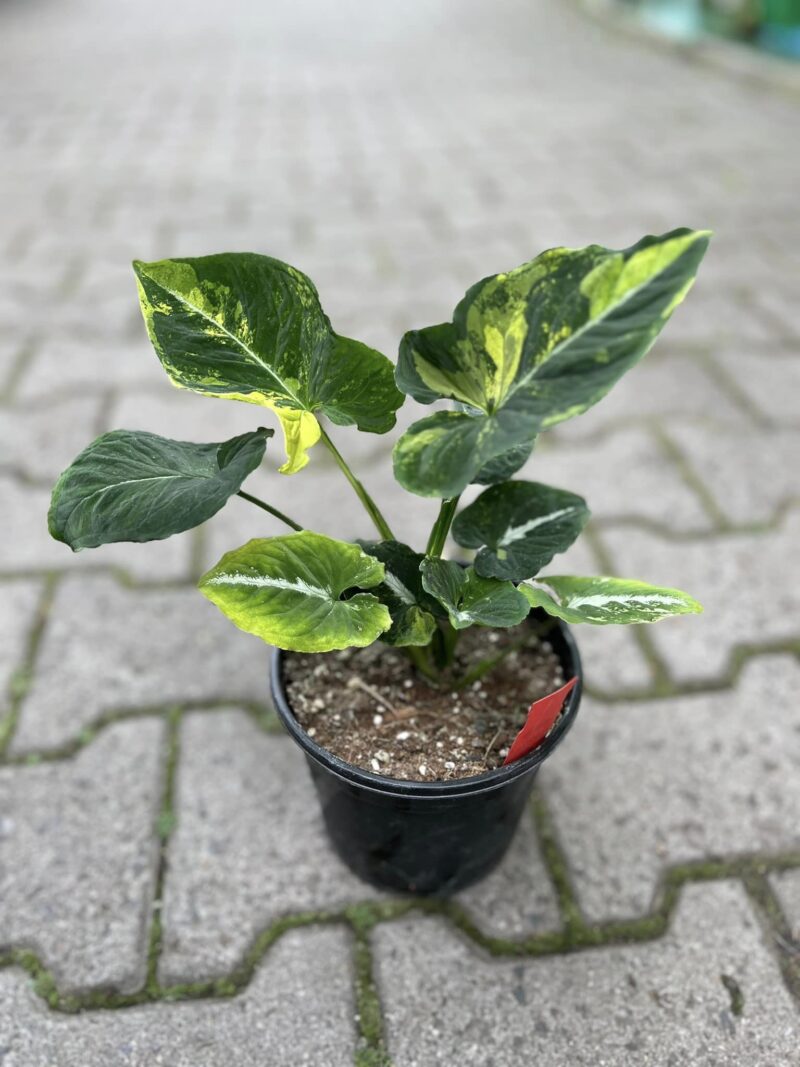 Syngonium scrambled eggs
