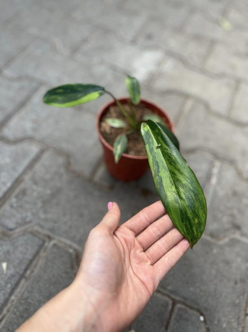 Philodendron Joepii Variegata