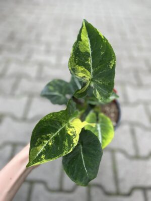 Syngonium scrambled eggs