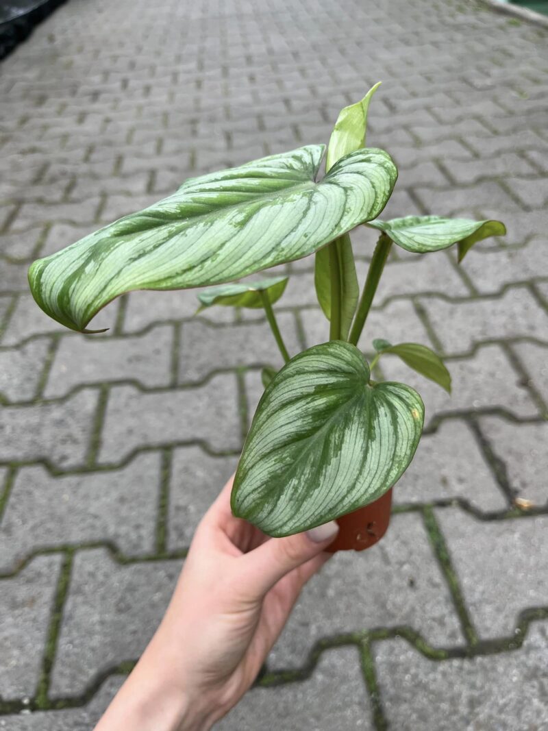 Philodendron Mamei ‘Silver Cloud’