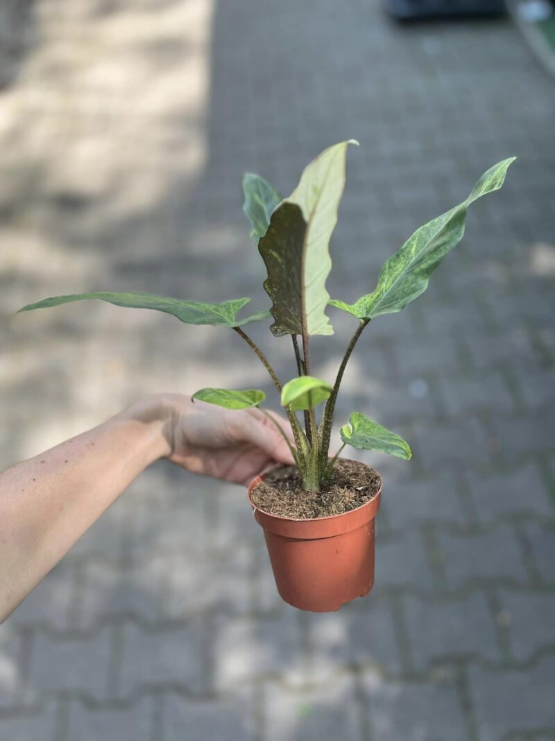 alocasia lauterbachiana variegata