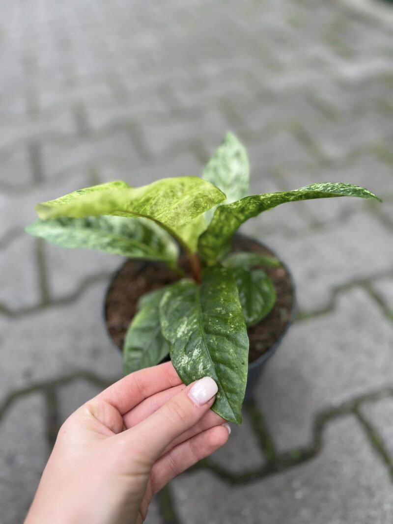Anthurium Jenmanii Variegata