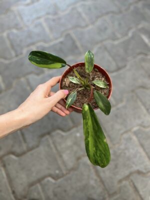Philodendron Joepii Variegata