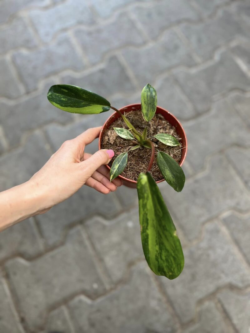 Philodendron Joepii Variegata