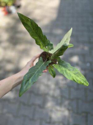 alocasia lauterbachiana variegata