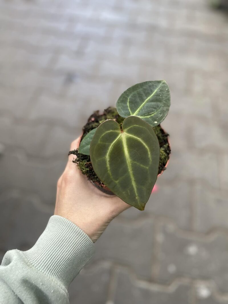 Anthurium Magnificum x Anthurium Regale | siewka Anthurium Magnificum x Anthurium Regale | siewka