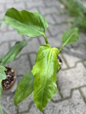 Philodendron subhastratum x tortum