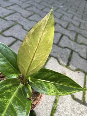 Anthurium Hokerii Variegata