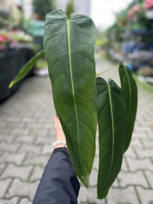 Philodendron Patriciae x Philodendron Spiritus-Sancti