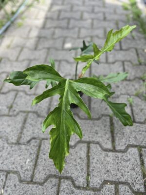 Philodendron Barrosoanum x Tortum