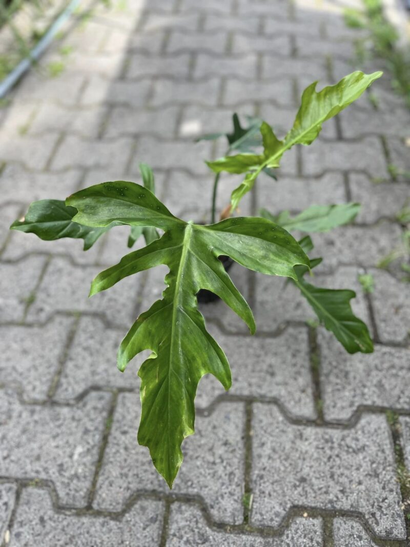 Philodendron Barrosoanum x Tortum Philodendron Barrosoanum x Tortum