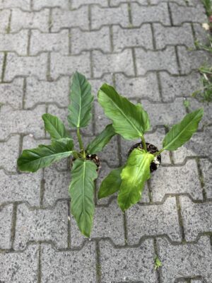 Philodendron subhastratum x tortum