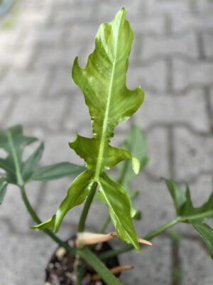 Philodendron Barrosoanum x Tortum
