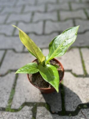 Anthurium Hokerii Variegata