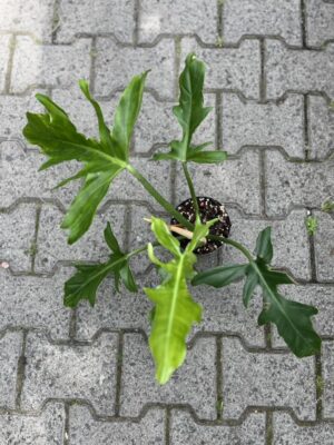 Philodendron Barrosoanum x Tortum