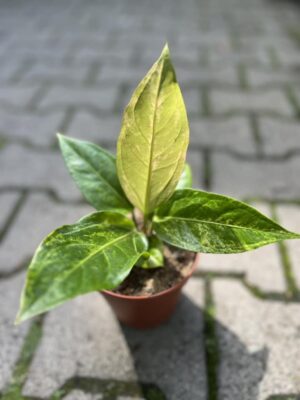 Anthurium Hokerii Variegata