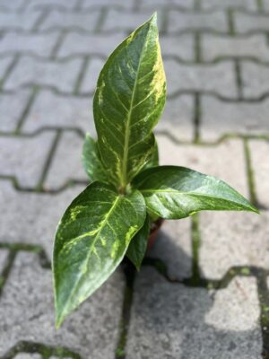 Anthurium Hokerii Variegata