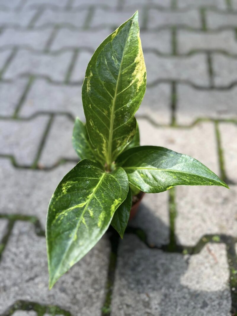 Anthurium Hokerii Variegata