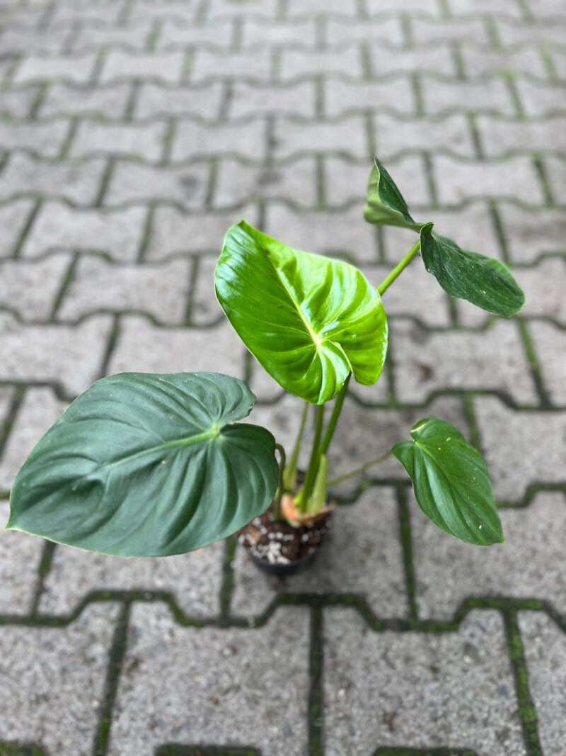 Philodendron Sodiroi aff x pastazanum