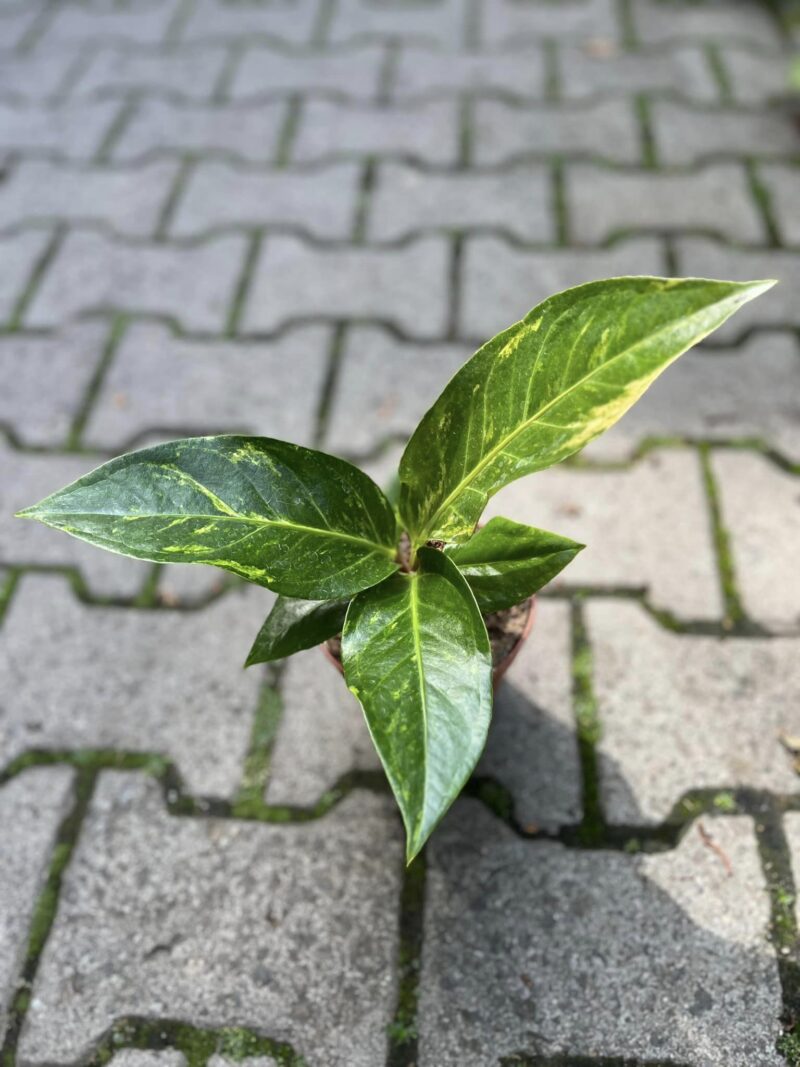 Anthurium Hokerii Variegata