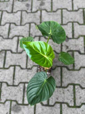 Philodendron Sodiroi aff x pastazanum