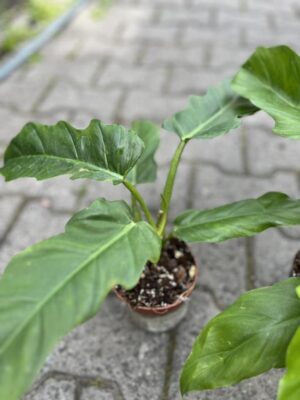 Philodendron subhastratum x tortum