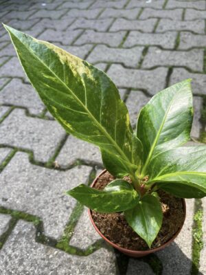 Anthurium Hokerii Variegata