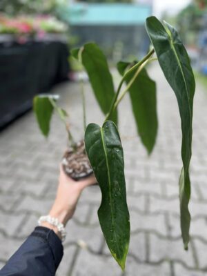 Philodendron Patriciae x Philodendron Spiritus-Sancti