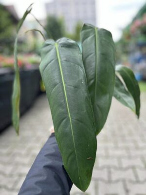 Philodendron Patriciae x Philodendron Spiritus-Sancti