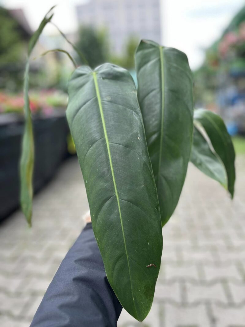 Philodendron Patriciae x Philodendron Spiritus-Sancti