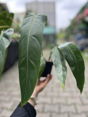 Philodendron Patriciae x Philodendron Spiritus-Sancti