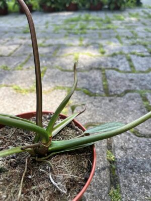 Philodendron Joepii Variegata