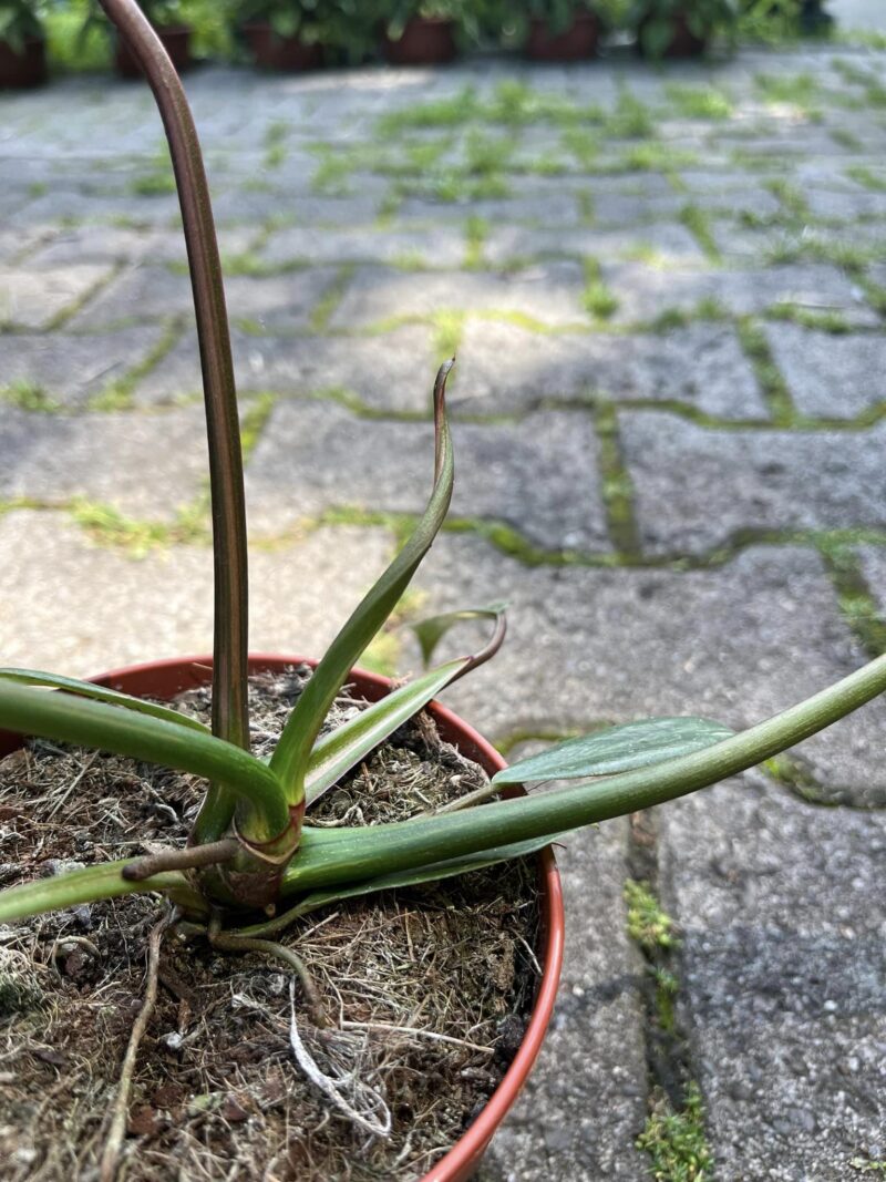 Philodendron Joepii Variegata